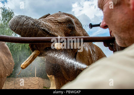 Elefanten Saly und Umbu genießen Dusche von Zoo Keeper Radek Jaros aufgrund der hohen Temperaturen in Zoo Dvur Kralove nad Labem, Tschechische Republik, 30. Juli 2018. (CTK Photo/David Tanecek) Stockfoto
