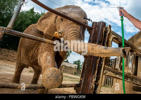 Elefanten Saly und Umbu genießen Dusche von Zoo Keeper Radek Jaros aufgrund der hohen Temperaturen in Zoo Dvur Kralove nad Labem, Tschechische Republik, 30. Juli 2018. (CTK Photo/David Tanecek) Stockfoto