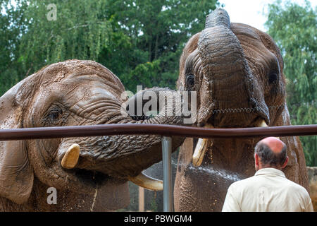 Elefanten Saly und Umbu genießen Dusche von Zoo Keeper Radek Jaros aufgrund der hohen Temperaturen in Zoo Dvur Kralove nad Labem, Tschechische Republik, 30. Juli 2018. (CTK Photo/David Tanecek) Stockfoto