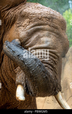 Elefanten Saly und Umbu genießen Dusche von Zoo Keeper Radek Jaros aufgrund der hohen Temperaturen in Zoo Dvur Kralove nad Labem, Tschechische Republik, 30. Juli 2018. (CTK Photo/David Tanecek) Stockfoto