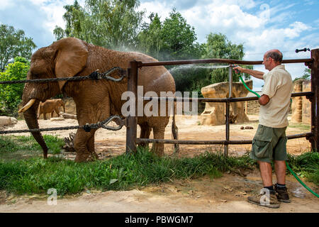 Elefanten Saly und Umbu genießen Dusche von Zoo Keeper Radek Jaros aufgrund der hohen Temperaturen in Zoo Dvur Kralove nad Labem, Tschechische Republik, 30. Juli 2018. (CTK Photo/David Tanecek) Stockfoto