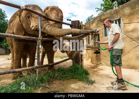 Elefanten Saly und Umbu genießen Dusche von Zoo Keeper Radek Jaros aufgrund der hohen Temperaturen in Zoo Dvur Kralove nad Labem, Tschechische Republik, 30. Juli 2018. (CTK Photo/David Tanecek) Stockfoto