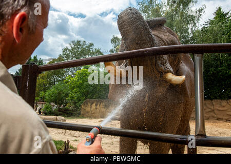 Elefanten Saly und Umbu genießen Dusche von Zoo Keeper Radek Jaros aufgrund der hohen Temperaturen in Zoo Dvur Kralove nad Labem, Tschechische Republik, 30. Juli 2018. (CTK Photo/David Tanecek) Stockfoto