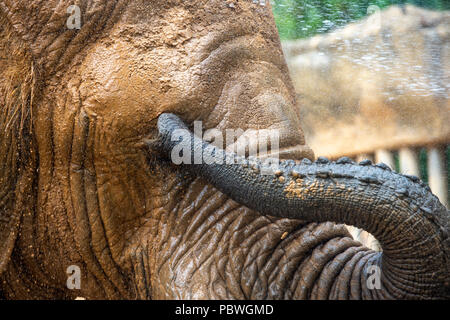 Elefanten Saly und Umbu genießen Dusche von Zoo Keeper Radek Jaros aufgrund der hohen Temperaturen in Zoo Dvur Kralove nad Labem, Tschechische Republik, 30. Juli 2018. (CTK Photo/David Tanecek) Stockfoto