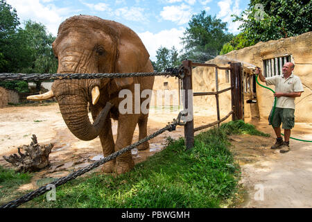 Elefanten Saly und Umbu genießen Dusche von Zoo Keeper Radek Jaros aufgrund der hohen Temperaturen in Zoo Dvur Kralove nad Labem, Tschechische Republik, 30. Juli 2018. (CTK Photo/David Tanecek) Stockfoto