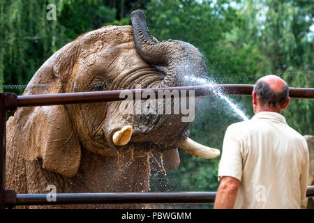 Elefanten Saly und Umbu genießen Dusche von Zoo Keeper Radek Jaros aufgrund der hohen Temperaturen in Zoo Dvur Kralove nad Labem, Tschechische Republik, 30. Juli 2018. (CTK Photo/David Tanecek) Stockfoto