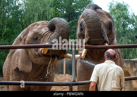 Elefanten Saly und Umbu genießen Dusche von Zoo Keeper Radek Jaros aufgrund der hohen Temperaturen in Zoo Dvur Kralove nad Labem, Tschechische Republik, 30. Juli 2018. (CTK Photo/David Tanecek) Stockfoto