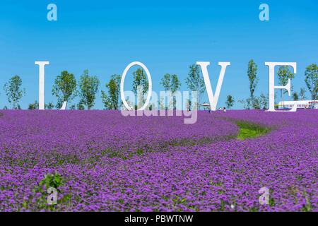 Harbin, Harbin, China. Juli 31, 2018. Harbin, China - Lavendel Blumen Blüte Dongfanghong Bauernhof in Harbin, im Nordosten der chinesischen Provinz Heilongjiang. Credit: SIPA Asien/ZUMA Draht/Alamy leben Nachrichten Stockfoto