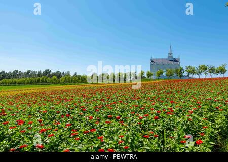 Harbin, Harbin, China. Juli 31, 2018. Harbin, China - Lavendel Blumen Blüte Dongfanghong Bauernhof in Harbin, im Nordosten der chinesischen Provinz Heilongjiang. Credit: SIPA Asien/ZUMA Draht/Alamy leben Nachrichten Stockfoto