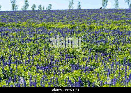 Harbin, Harbin, China. Juli 31, 2018. Harbin, China - Lavendel Blumen Blüte Dongfanghong Bauernhof in Harbin, im Nordosten der chinesischen Provinz Heilongjiang. Credit: SIPA Asien/ZUMA Draht/Alamy leben Nachrichten Stockfoto