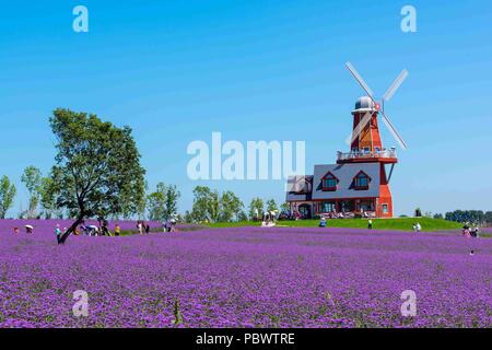 Harbin, Harbin, China. Juli 31, 2018. Harbin, China - Lavendel Blumen Blüte Dongfanghong Bauernhof in Harbin, im Nordosten der chinesischen Provinz Heilongjiang. Credit: SIPA Asien/ZUMA Draht/Alamy leben Nachrichten Stockfoto