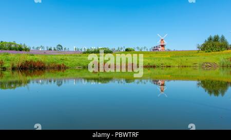 Harbin, Harbin, China. Juli 31, 2018. Harbin, China - Lavendel Blumen Blüte Dongfanghong Bauernhof in Harbin, im Nordosten der chinesischen Provinz Heilongjiang. Credit: SIPA Asien/ZUMA Draht/Alamy leben Nachrichten Stockfoto