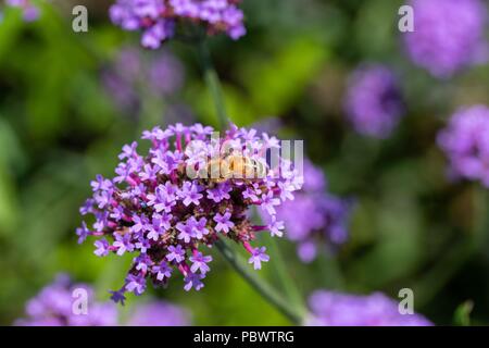 Harbin, Harbin, China. Juli 31, 2018. Harbin, China - Lavendel Blumen Blüte Dongfanghong Bauernhof in Harbin, im Nordosten der chinesischen Provinz Heilongjiang. Credit: SIPA Asien/ZUMA Draht/Alamy leben Nachrichten Stockfoto