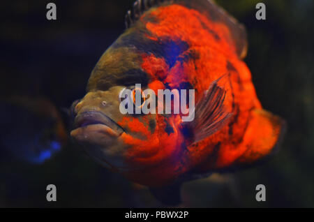 Ein furchtsames orange Fisch mit großen Augen schwimmende unter den Algen in dunklen Wasser Stockfoto