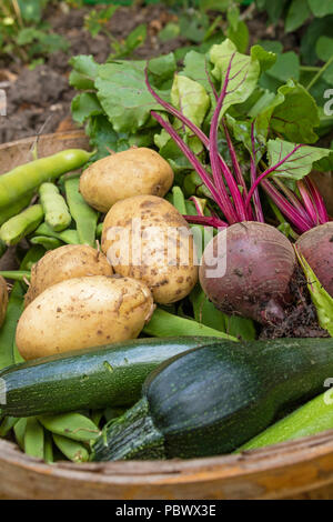 Frisch geerntete Gemüse aus einer Zuteilung Stockfoto