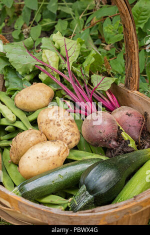 Frisch geerntete Gemüse aus einer Zuteilung Stockfoto