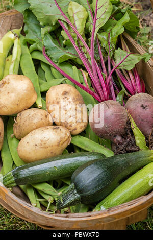 Frisch geerntete Gemüse aus einer Zuteilung Stockfoto