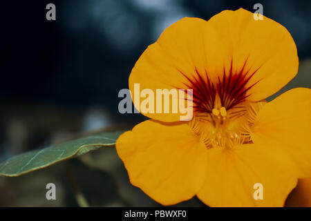 Stiefmütterchen Stockfoto