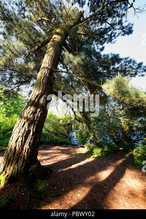 Monterey Pinien am Ufer des Guernsey Behälter Stockfoto