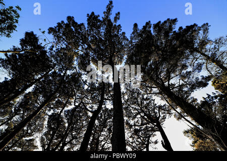 Monterey Pinien am Ufer des Guernsey Behälter Stockfoto