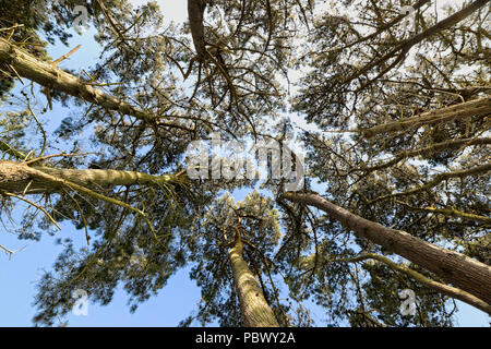 Monterey Pinien am Ufer des Guernsey Behälter Stockfoto