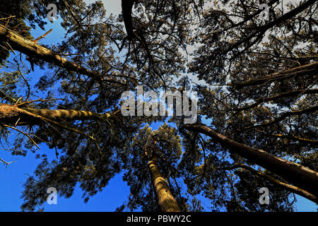 Monterey Pinien am Ufer des Guernsey Behälter Stockfoto