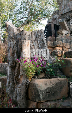 In Battambang, Kambodscha Blick auf den Baumstumpf und lila Blüten mit Wat Ek Phnom im Hintergrund Stockfoto