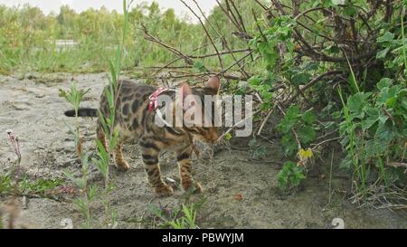 Ein cat Bengal Spaziergänge auf dem grünen Rasen. Bengalen kitty lernt entlang in den Wald zu gehen. Asian Leopard Cat versucht, Gras zu verstecken. Reed domestizierte Katze in der Natur. Hauskatze am Strand in der Nähe des Flusses. Stockfoto