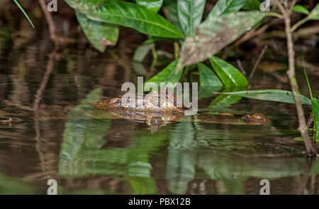 Cayman mit Kopf über Wasser in einem Fluss in Costa Rica Stockfoto