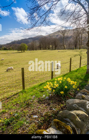 Frühling Narzissen neben einem Feld von weidenden Schafen in Alexandria, einem Dorf an den Ufern des Loch Lomond, Argyll und Bute, Schottland, Großbritannien Stockfoto