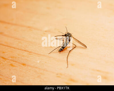 Gefährliche Zika virus Aedes aegypti Mücken tot Stockfoto