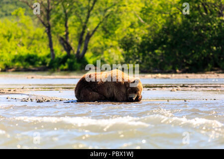 Braunbär (Ursus arctos) beringianus Schlafen auf der Kurile See. Kamtschatka, Russland.
