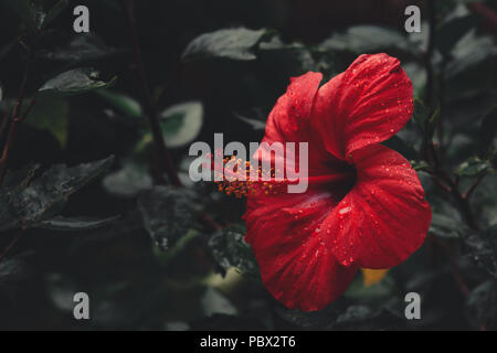 Red Hibiscus Blume mit Regentropfen in Garten. Dunkle Stimmung. Stockfoto