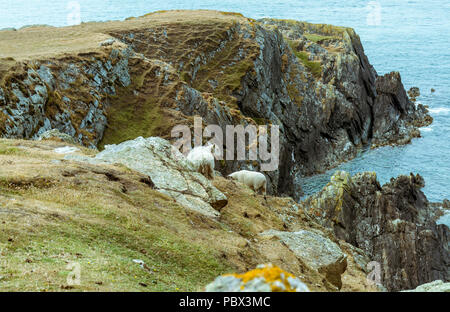 Ein Blick auf die zerklüftete Küste vom Trearddur Bay zu Rhoscolyn coastal path auf der Isle of Anglesey. Am 18. Juli 2018 entnommen. Stockfoto