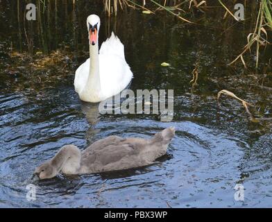 Mit jungen Erwachsenen schwan Schwan im See Stockfoto
