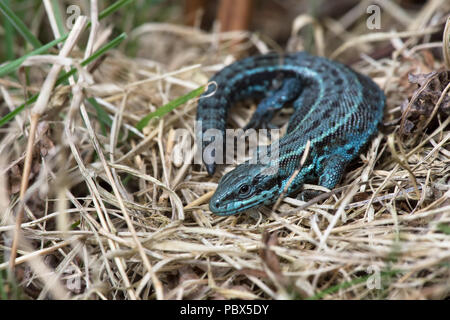 Extrem selten Blau Farbvariante gemeinsame Lizard (Zootoca Vivipara) Stockfoto