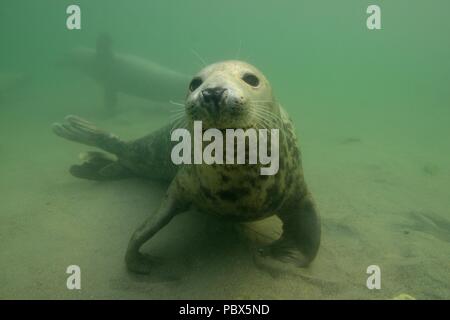 UW, Unterwasser, grau Dichtung, Kegelrobbe Halichoerus grypus Stockfoto