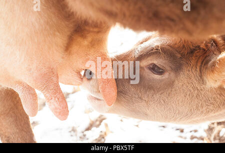 Kalb trinken von Milch von der Mutterkuh Stockfoto