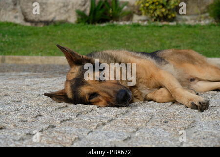 Deutscher Schäferhund in einem sonnigen Tag ausruhen, Portugal Stockfoto