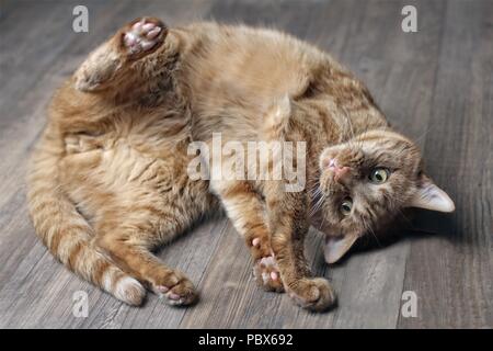 Cute ginger Cat liegen auf einem Parkettboden. Stockfoto