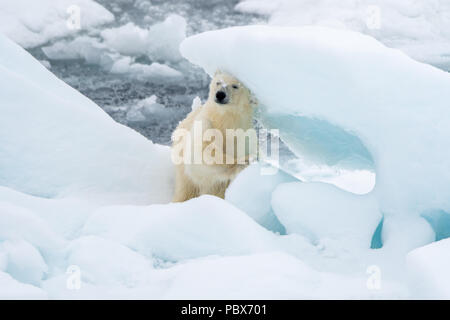 Eisbär (Ursus maritimus) wieder Kratzen und Kopf auf Block von Meereis in der Nähe von Spitzbergen, Norwegen. Stockfoto