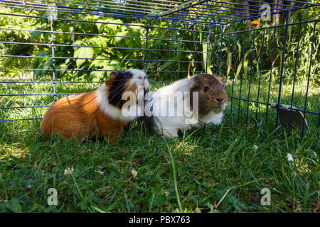 Zwei Meerschweinchen unter einem Draht fencng im Gras in einem Garten Stockfoto