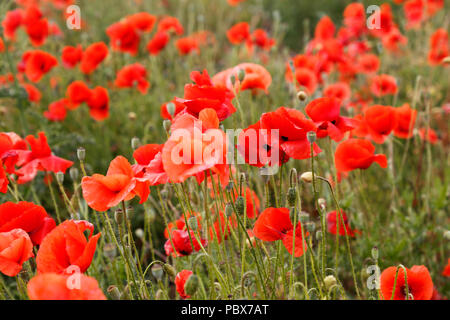 Roter Mohn-Blumen Stockfoto