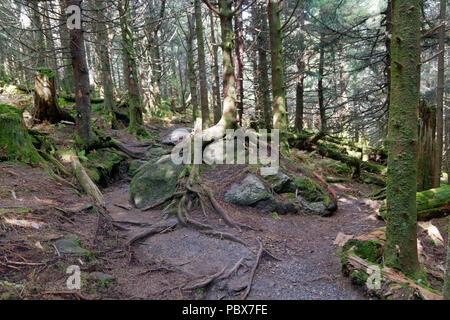 Rocky Trail durch einen alten, hohen Aufzug Kiefernwald ein Baum, dessen Wurzeln greifen werden und wächst auf einem Stapel von großen Felsen Stockfoto