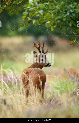 Roebuck im Sommer Regen Stockfoto