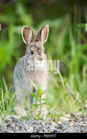 Schneeschuhwandern (variiert) Hase; Baby; Leveret; Denali National Park; Alaskas Stockfoto