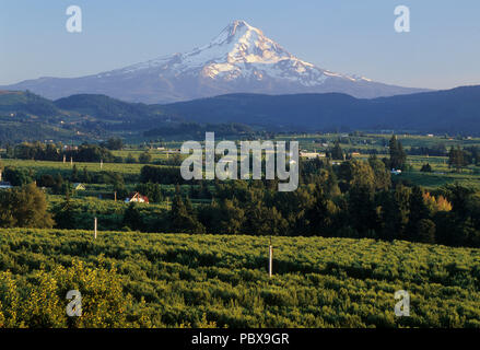 Mt Hood über Hood River Obstgärten, Hood River County, Columbia River Gorge National Scenic Area, Oregon Stockfoto