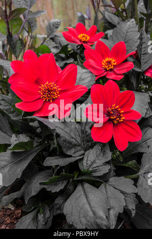 Dahlie 'Wink' leuchtend roten Blüten mit sehr dunklen Blätter. Ideal für Bettzeug oder Topfpflanze. Stockfoto