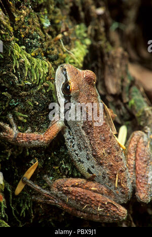 Laubfrosch, McKenzie Wild and Scenic River, Willamette National Forest, Oregon Stockfoto