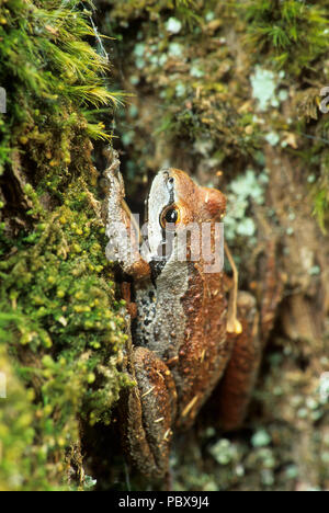 Laubfrosch, McKenzie Wild and Scenic River, Willamette National Forest, Oregon Stockfoto